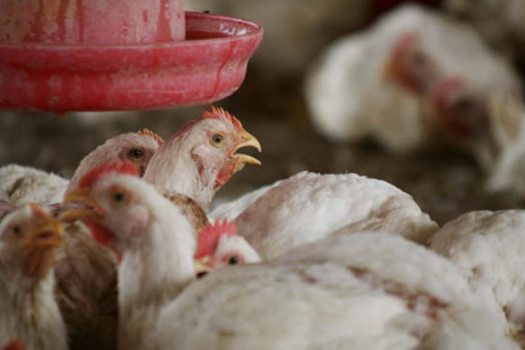 Ismét madárinfluenzát azonosítottak az Egyesült Államokban