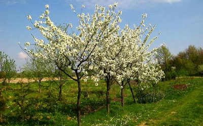 Gyümölcsfákat mentenének